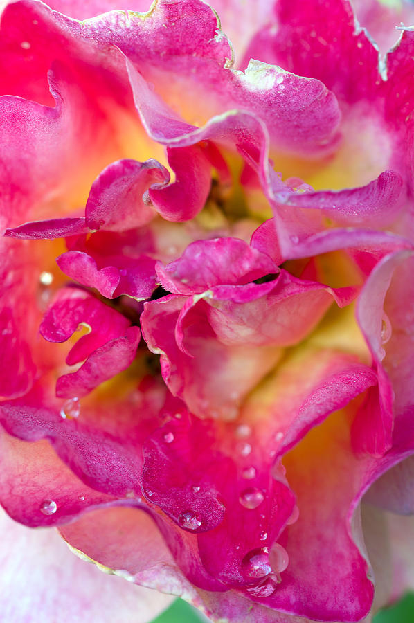 Backyard Rose after the rain Photograph by Gary Langley