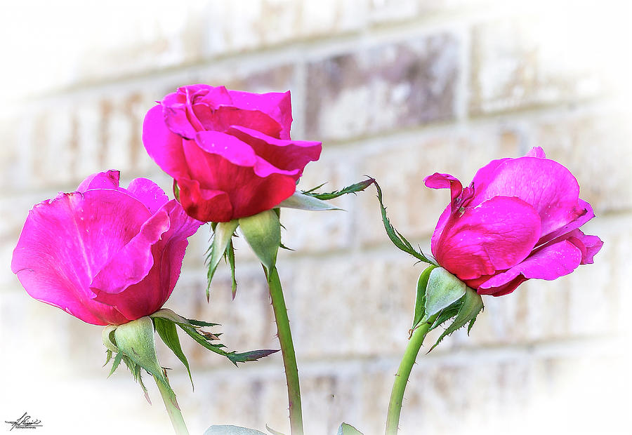 Rose Photograph - Backyard Roses by Phil And Karen Rispin