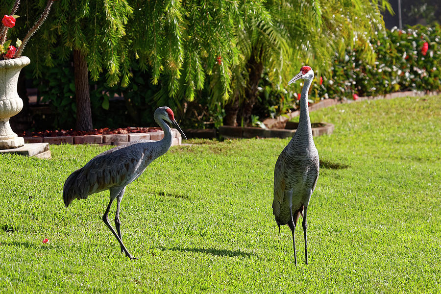 Backyard Sandhill Cranes Photograph by Sally Weigand