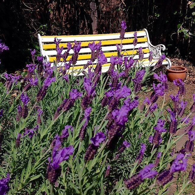 Lavender Photograph - Backyard Spring #lavender by Anthony Croke