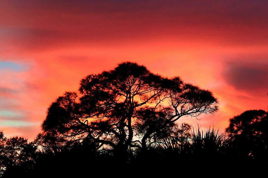 Backyard Sunset Photograph by Robert Wilder Jr