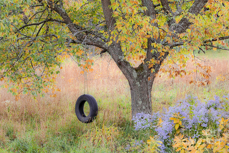 Backyard Tree Swing Photograph by Alan L Graham