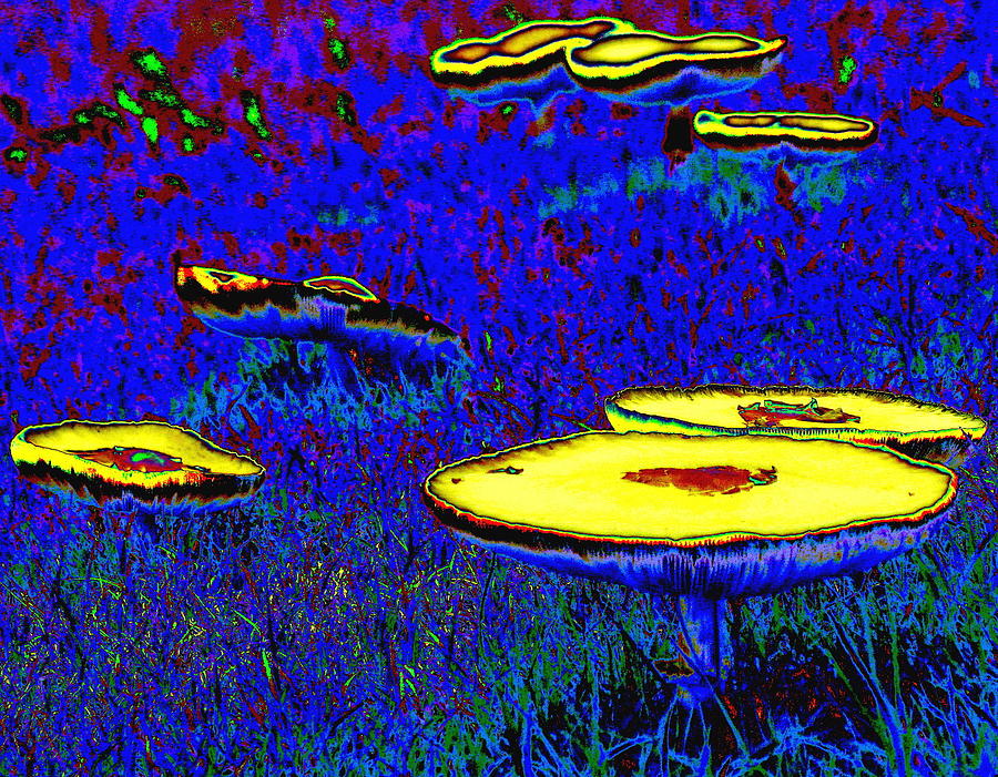 Backyard UFOs Digital Art by Larry Beat
