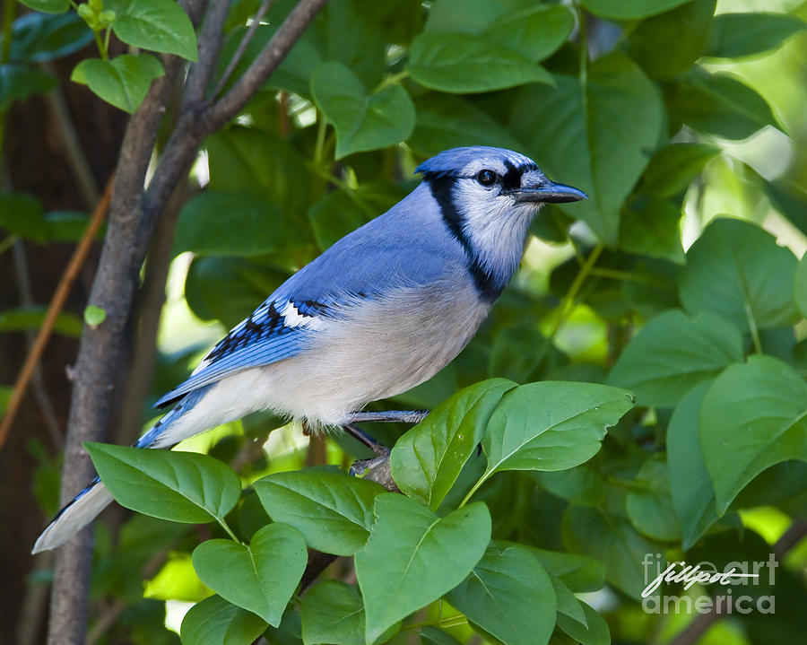 Blue Jay Photograph - Backyard Visitor by Bon and Jim Fillpot