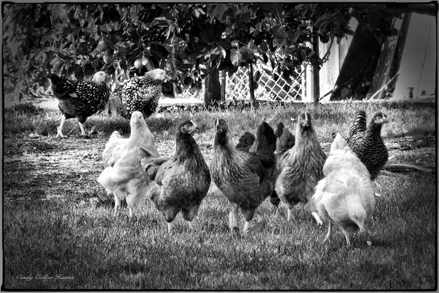 Black And White Digital Art - Backyard Visitors by Cindy Collier Harris