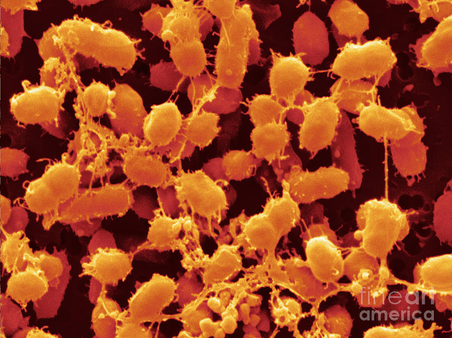 Bacteria In Wine Photograph by Scimat Pixels