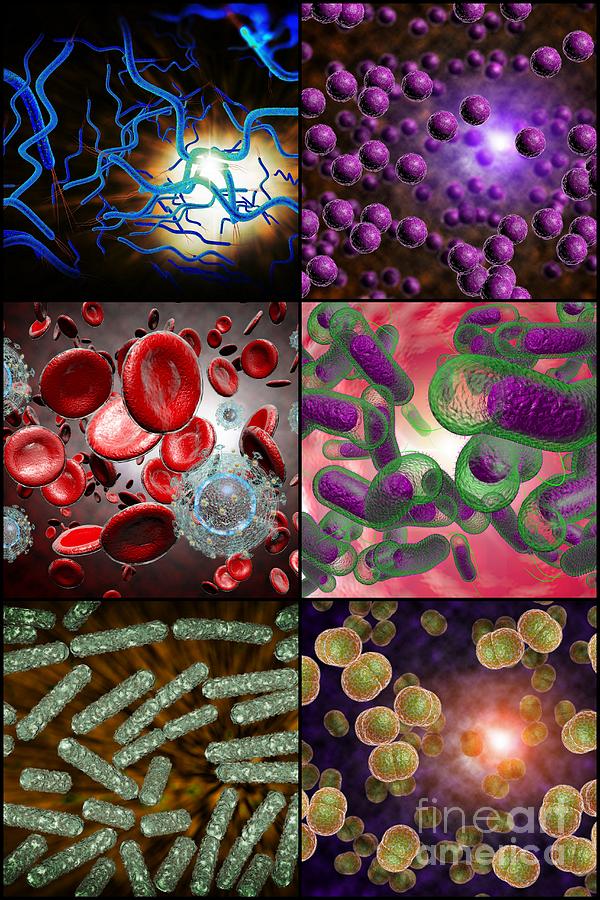 Bacteria Infection Collage Photograph By Ezume Images Fine Art America