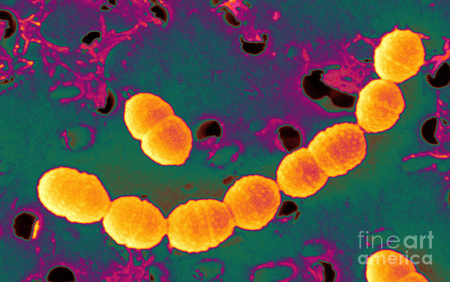 Bacteria, Streptococcus Cremoris, Sem Photograph by Scimat