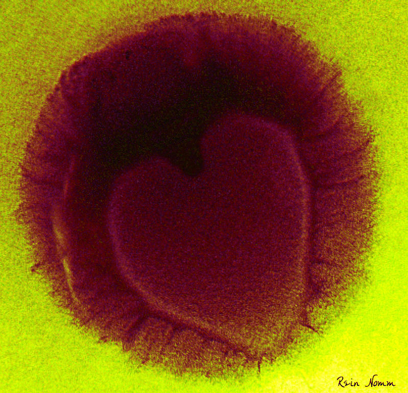 Bacteria With a Heart Photograph by Rein Nomm