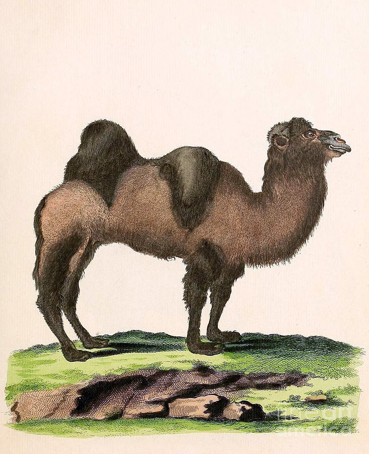Animal Photograph - Bactrian Camel, Endangered Species by Biodiversity Heritage Library