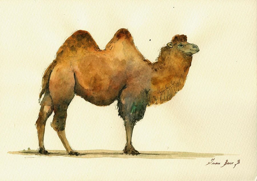 Bactrian Camel Painting - Bactrian camel by Juan  Bosco