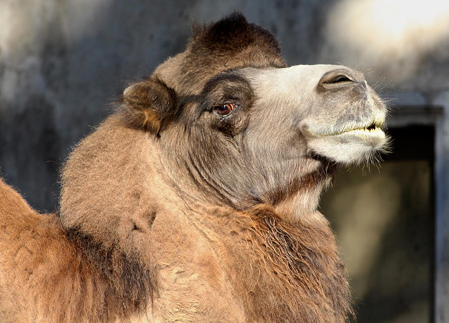 Bactrian Camel Portrait Photograph by Venetia Featherstone-Witty