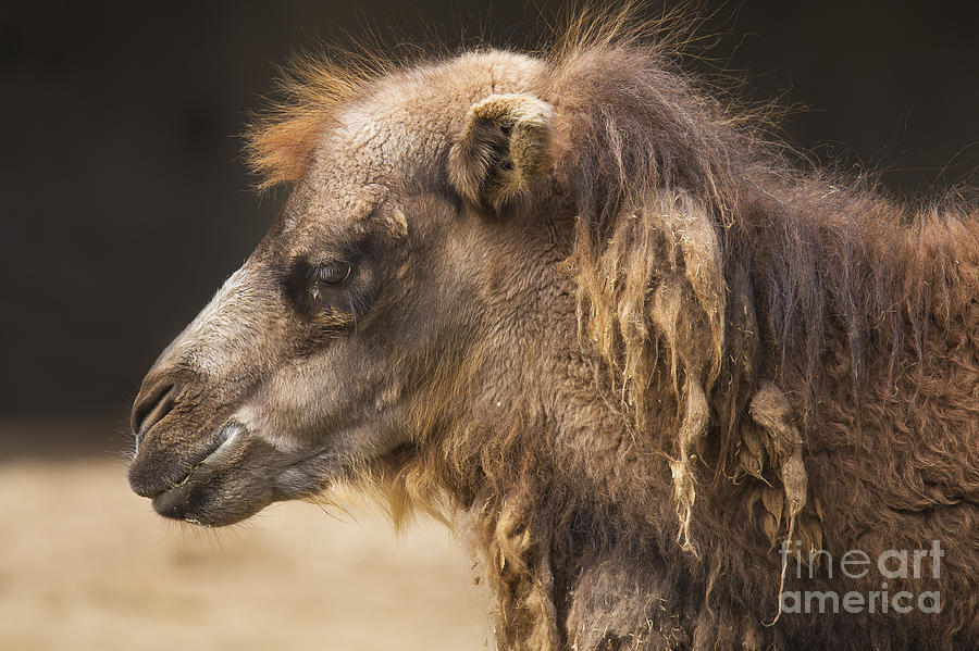 Wildlife Photograph - Bactrian Camel by Twenty Two North Photography