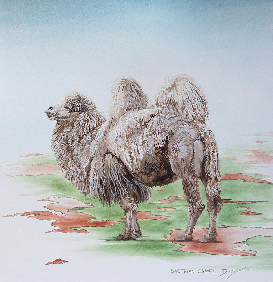 Bactrian Camel watercolour Painting by Dario Zanesco