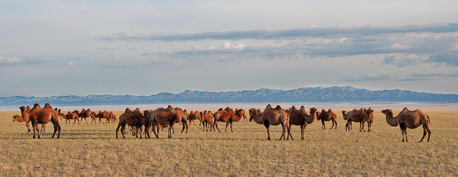 Bactrian Camels in the Gobi Desert Photograph by Alan Toepfer