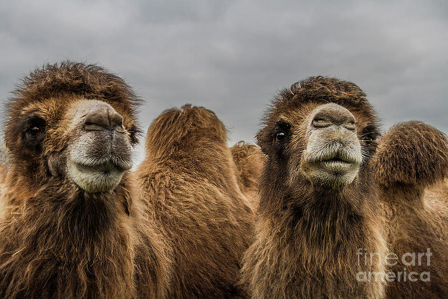 Bactrian Camels Photograph