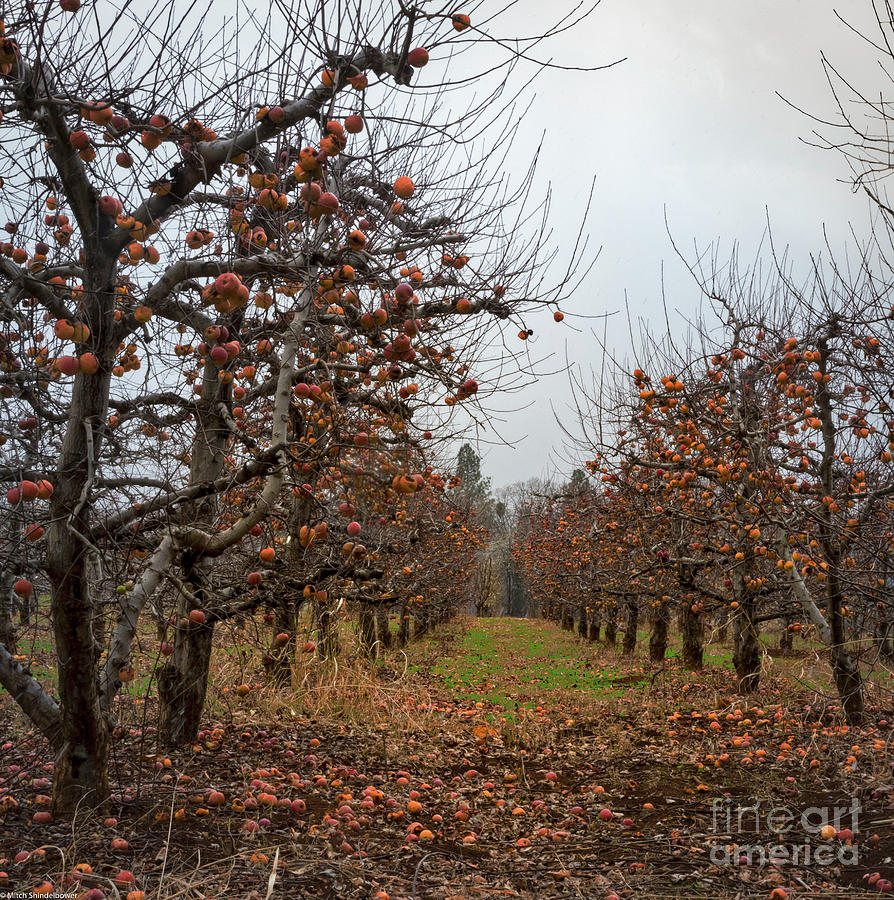 Bad Apples  Photograph by Mitch Shindelbower