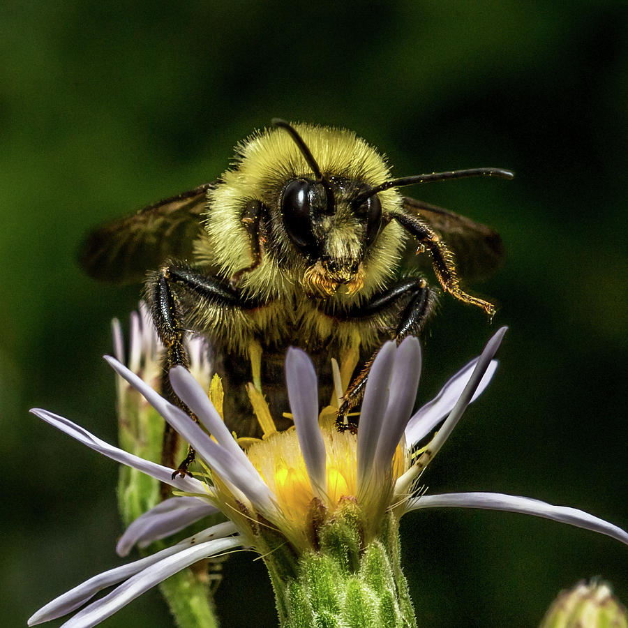 Bad Ass Bee Photograph by Paul Freidlund - Fine Art America