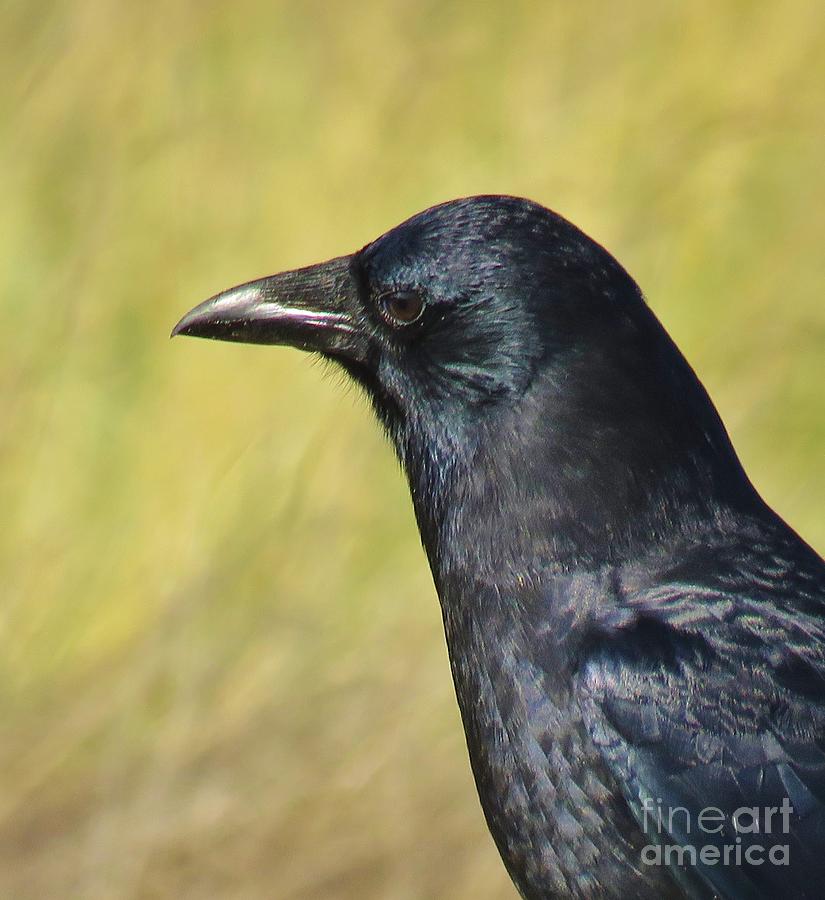 Corvus Corax Photograph by Michele Penner