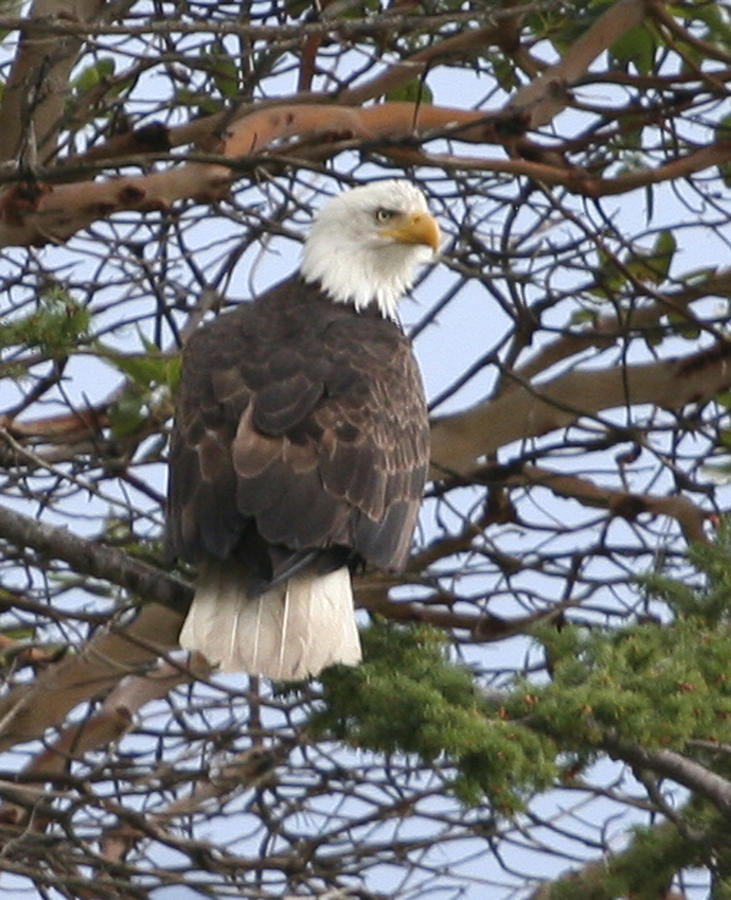 Eagle Photograph - Bad Eagle NW8757 by Mary Gaines