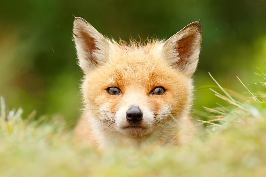 Nature Photograph - Bad Fur Day - Fox cub by Roeselien Raimond