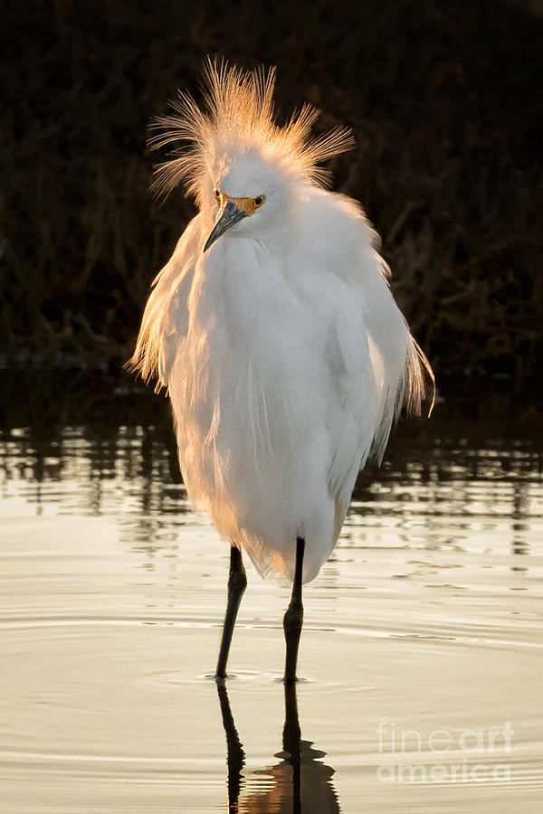 Bad Hair Day Photograph by Alice Cahill