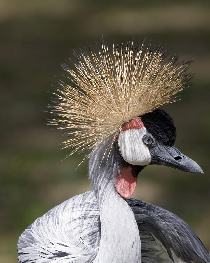 Bad Hair Day Photograph by Bill Linhares