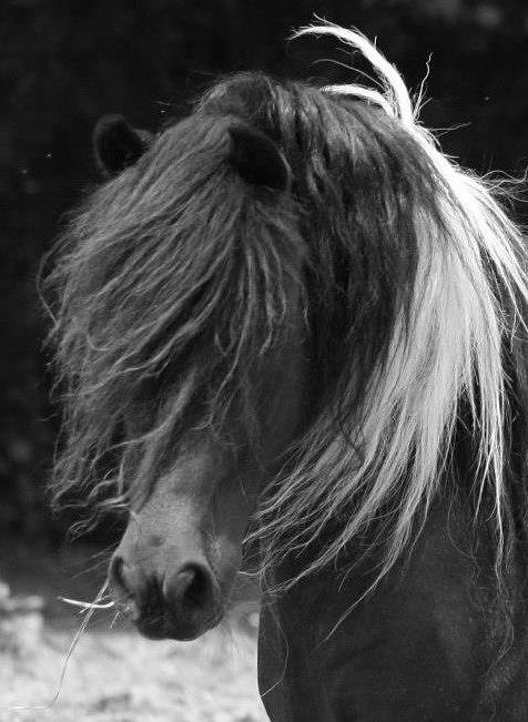 Bad Hair Day Photograph by Donna Gough - Fine Art America