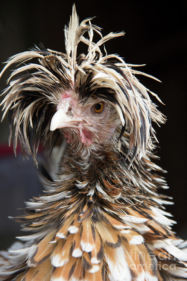 Bad Hair Day for a Frizzle Tolbount Polish Hen Photograph by Jeannette Hunt