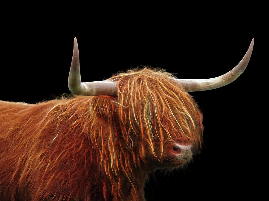 Highland Cow Photograph - Bad Hair Day - Highland Cow - On Black by Gill Billington
