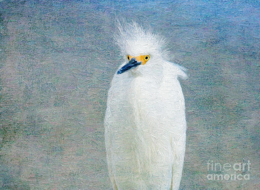 Bad Hair Day - Snowy Egret Art Digital Art by Jayne Carney