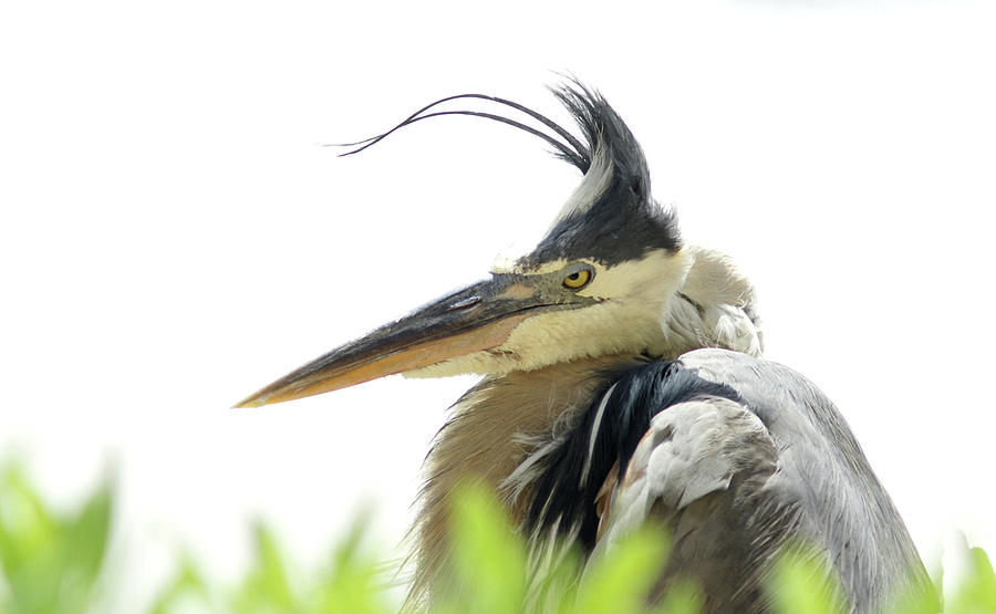 Bird Photograph - Bad Hair Day by William Griffin