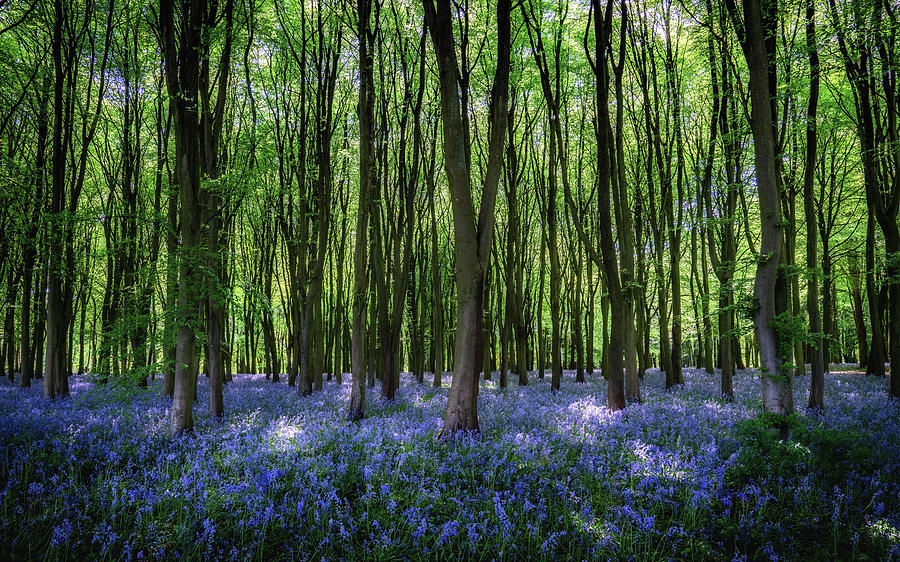 Badbury Hill Bluebells Photograph by Framing Places
