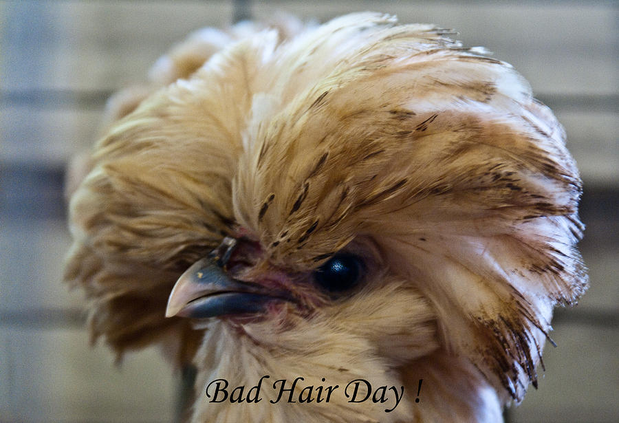 Badddd Hair Day Photograph by Douglas Barnett