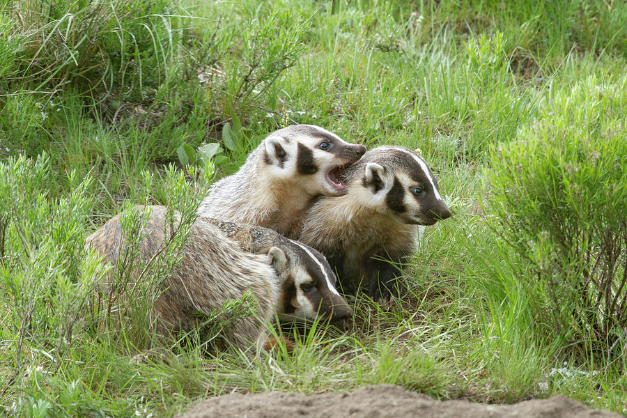 Badger Family Photograph by Mark Miller