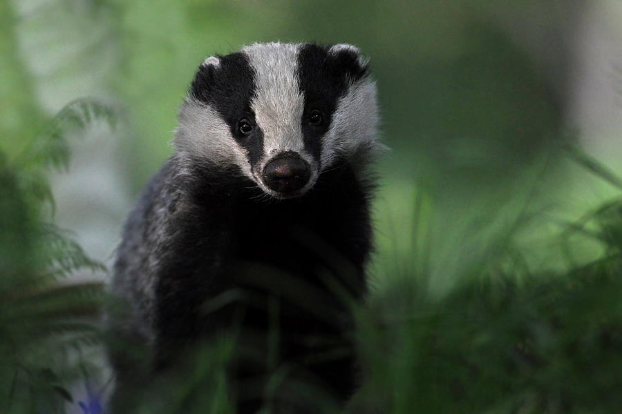 Badger Photograph by Gavin Macrae - Pixels