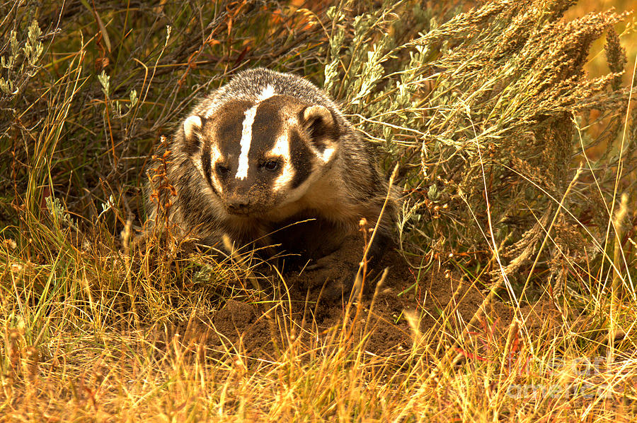 Badger In The Brush Photograph by Adam Jewell