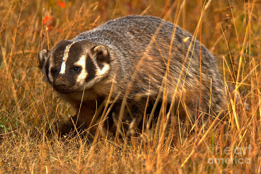 Badger In The Fall Photograph by Adam Jewell
