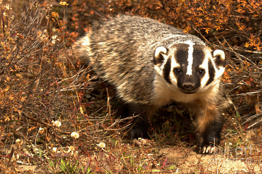 Badger In The Fall Brush Photograph by Adam Jewell