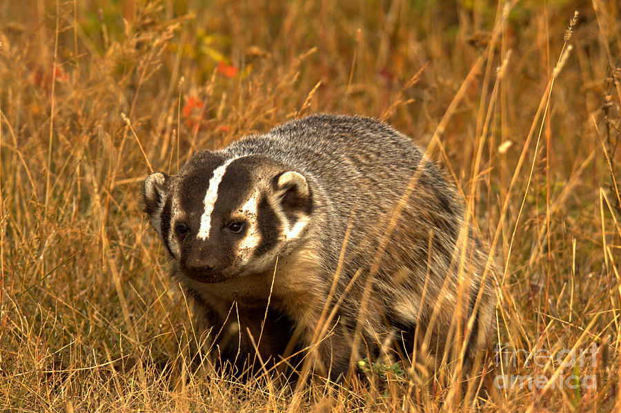 Badger In The Grass Photograph by Adam Jewell