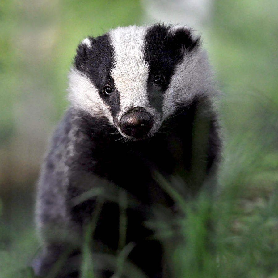 Badger Photograph by Macrae Images