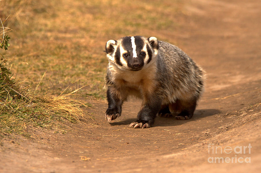 Badger On The Trail Photograph by Adam Jewell