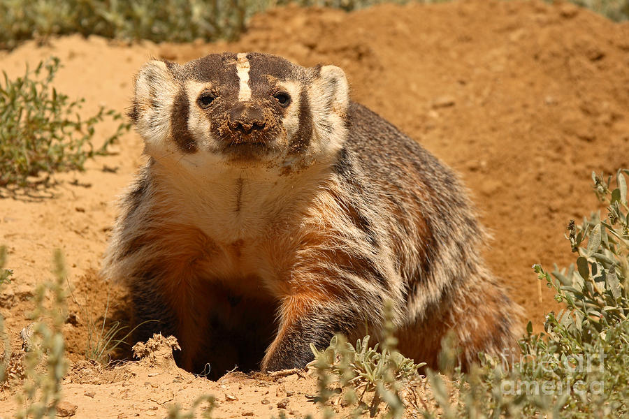 Badger Pausing From Digging Around In Dirt Photograph by Max Allen