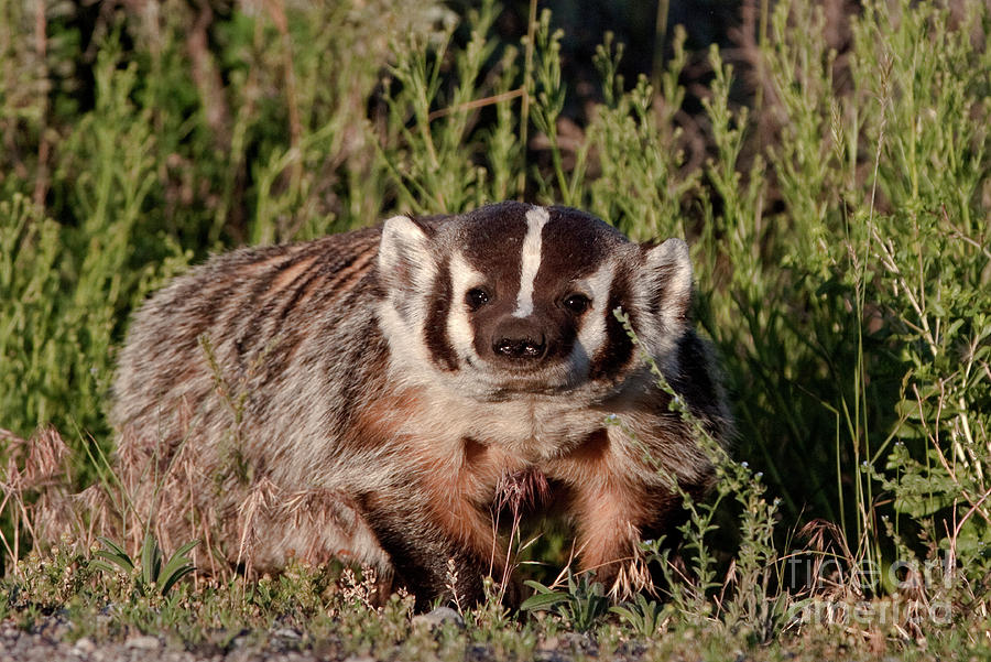 Badger Photograph by Rodney Cammauf
