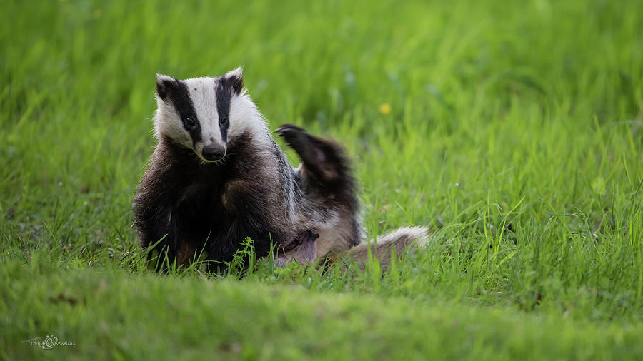 Badger Scratching His Back Photograph