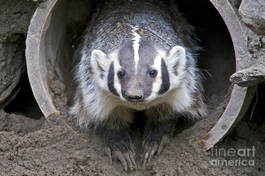Badger Photograph by Sean Griffin