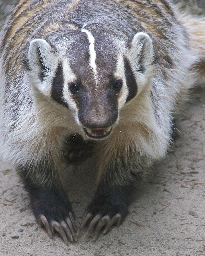 Badgered Badger Photograph by Sean Griffin