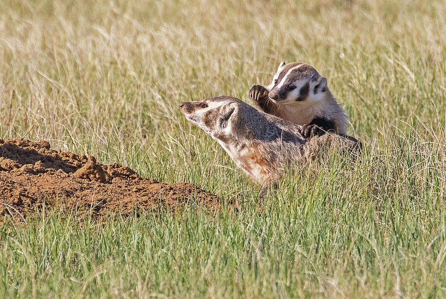Badgering Mom Photograph by Mindy Musick King
