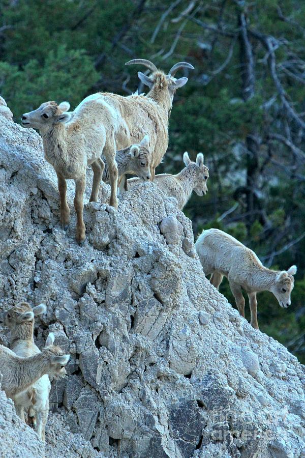 Badlands National Park Photograph - Badlands Big Horn Sheep Family by Adam Jewell