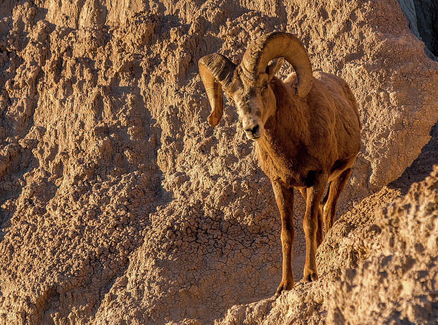 Badlands Bighorn Photograph by Eric Albright